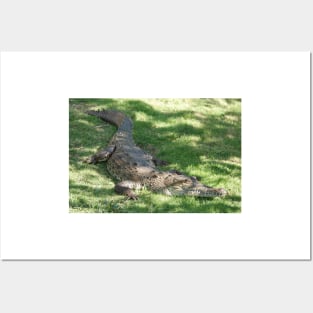 American crocodile (Crocodylus acutus) in Florida, USA Posters and Art